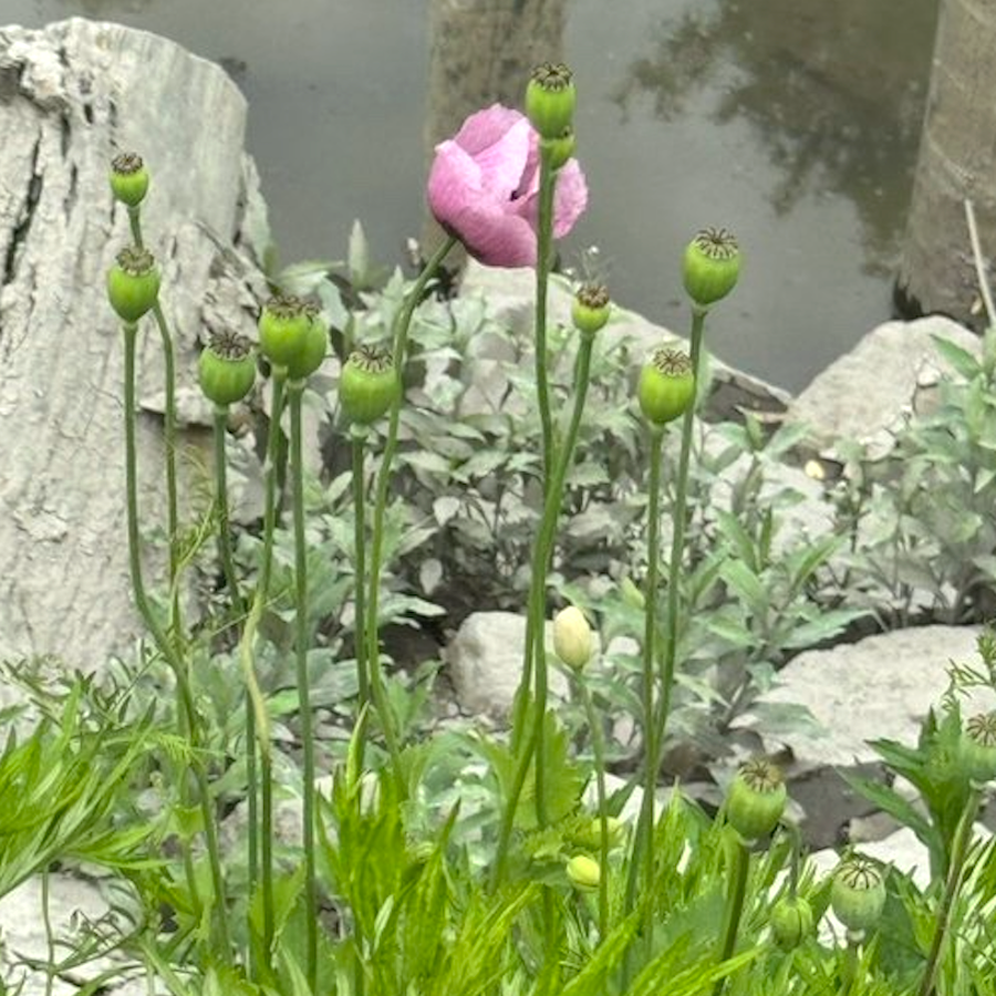 犬との散歩中に見つけた「花」に警察が出動！この時期に開花する違法な植物、発見したらどうするべき？｜まいどなニュース
