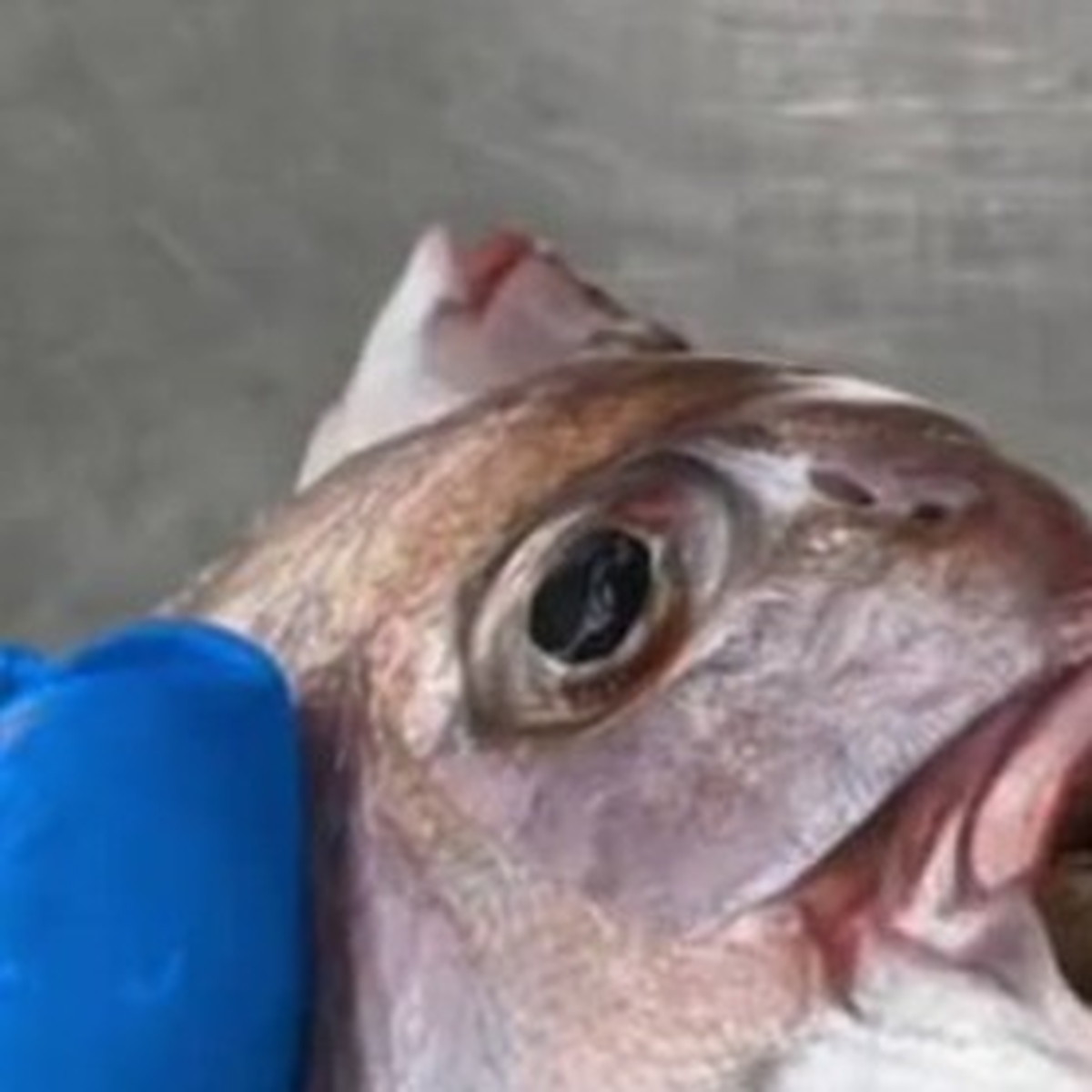 まるまる太ったタイ→鳥肌が立つ“中身”が45万再生「うぎゃぁああ！！」「震えが止まりません」（1/3）