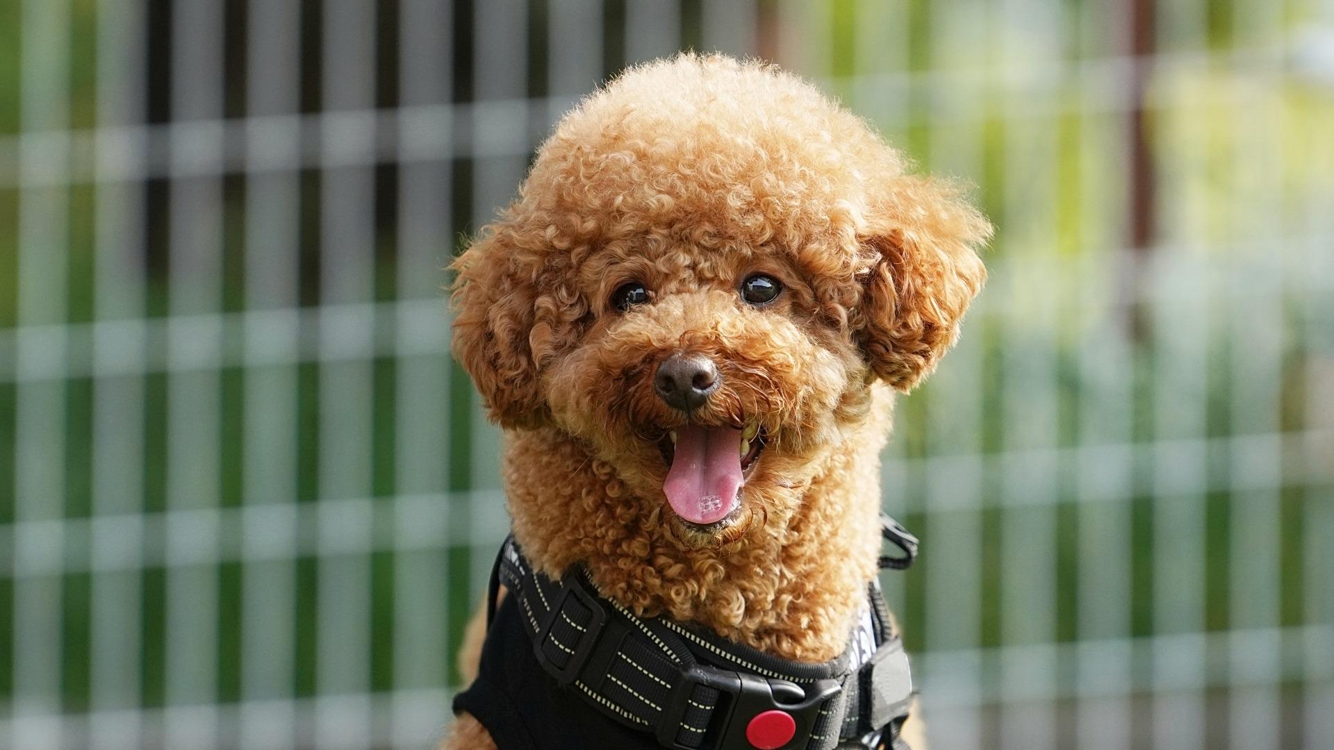 【生成ＡＩ搭載、子犬型ペットロボット詐欺にご用心！】 心理のプロが、リアル騙され体験を明かす。
