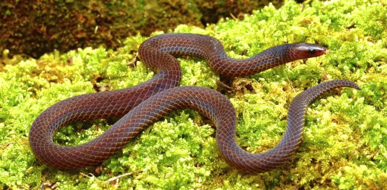 天敵から逃げるときに輪になって前転するヘビ見つかる