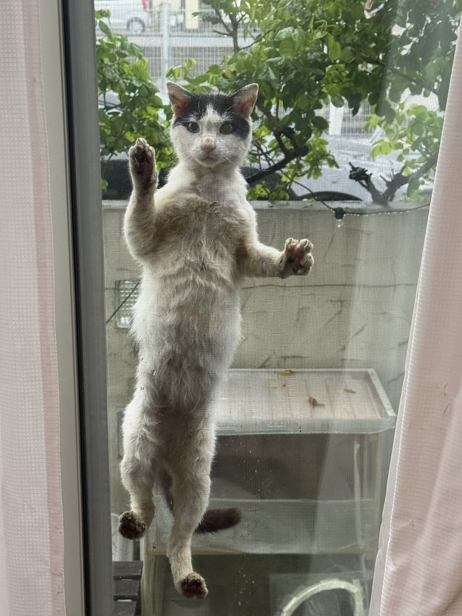 虐待で緊急保護した野良猫は、重度の貧血に栄養失調 「奇跡信じて」手術から1年→穏やかな笑顔に「長生きしよう♡」