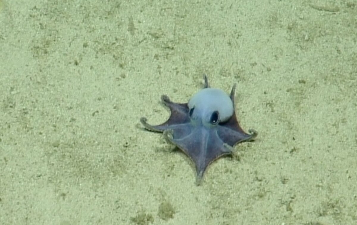 〈目撃〉ゴルフボール大の新種の深海タコを発見 体の色が上下逆、いったいなぜ？