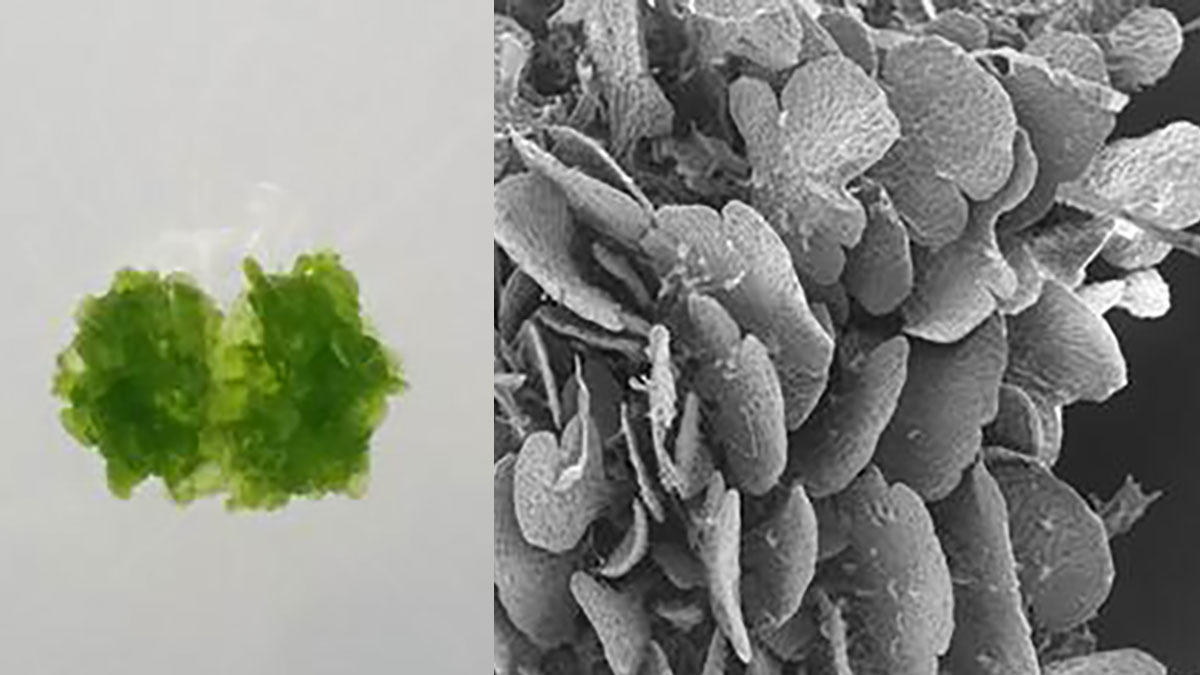 植物が種子を使わず自分のクローンで繁殖するための遺伝子スイッチを発見（日本研究）