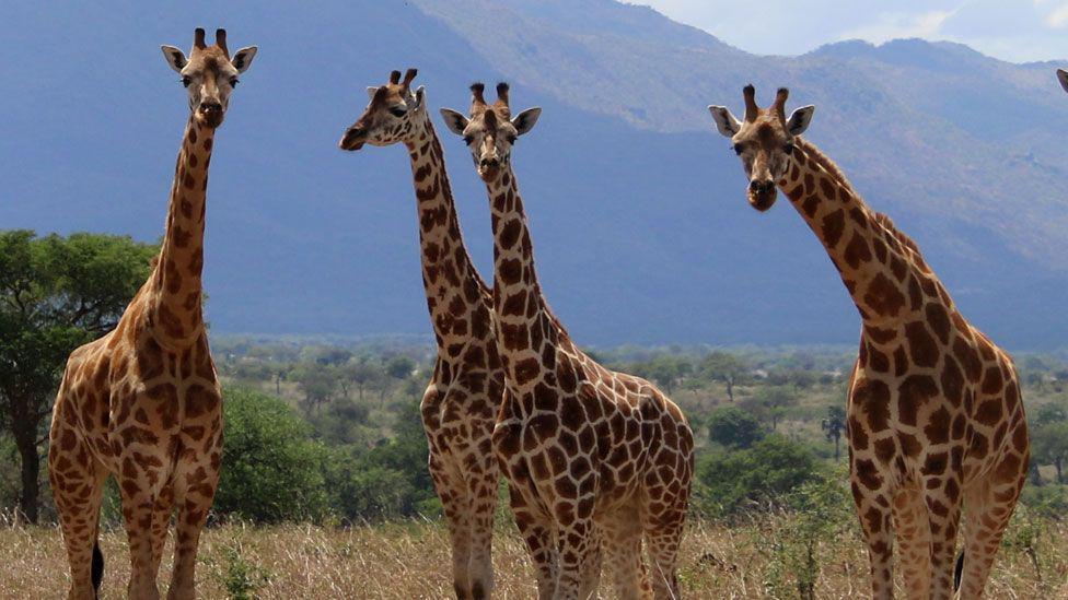 キリンは1種ではなかった、ほかに3種とIUCNの研究報告（BBC News）