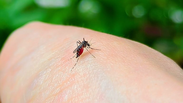 猛暑で蚊が激増する!?殺虫剤を使わないことで話題の「蚊とり潜銅」って何？｜@DIME アットダイム