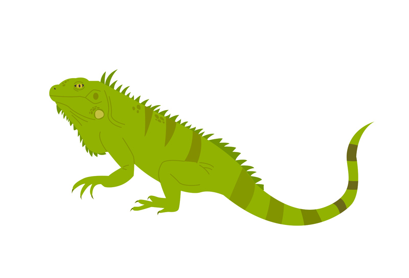 寒波で凍ったイグアナをタコスにして食べる動画が話題…体内に卵20個、倫理論争も ／米フロリダ