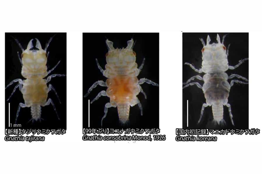 【海の甲虫⁈】西日本で新種「ウミクワガタ」を発見！ (2/2)