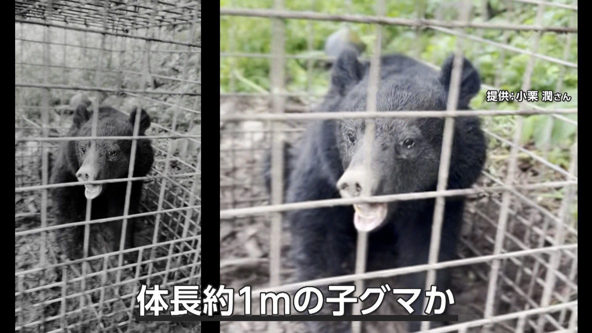 クマ続々出没…箱ワナにかかり大暴れ 「つり橋を堂々と渡る」クマも 観光地・八幡平でセンサーカメラ設置「1週間で50回以上映る時も」