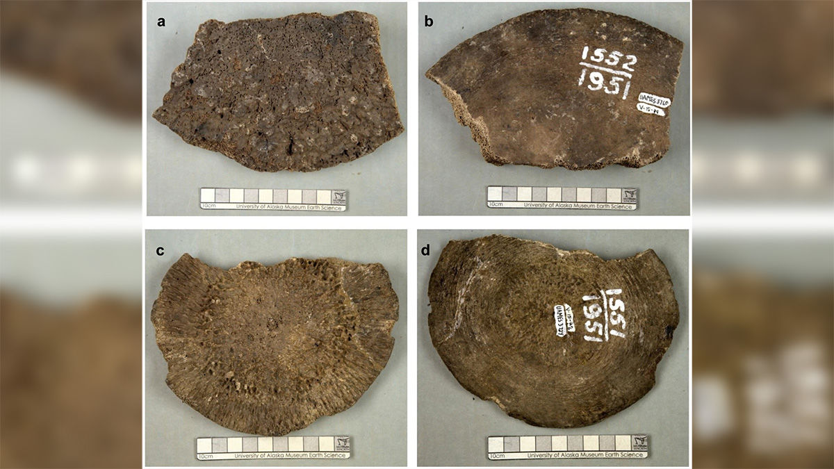 博物館に70年間保管されていた「マンモスの骨」が実はまったく違う動物の骨だったことが判明