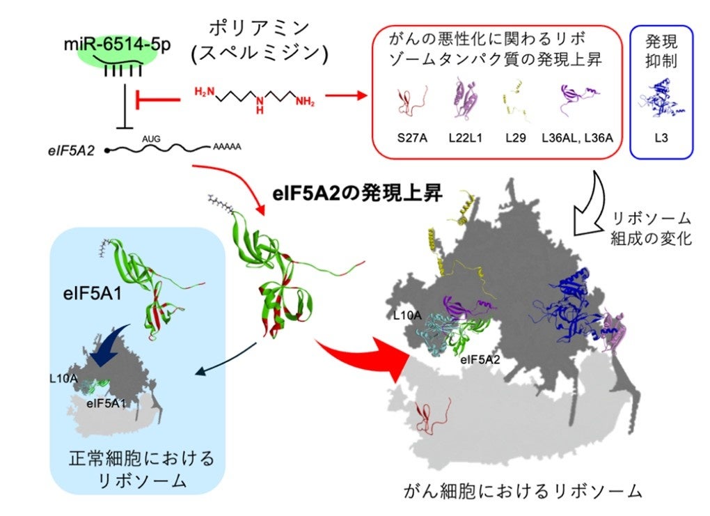 ポリアミンががん細胞の増殖を促進するメカニズムを解明 ～がん治療など医療への応用にも期待～