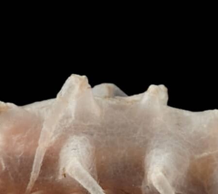 最大深度5431メートルの海底で“科学的に未知の生物”149種を確認―― 2000～3000万年前のサメの歯1000本以上など驚きの発見も【海外】
