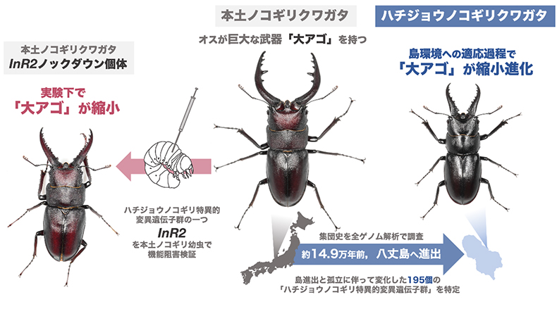 “島流し”にあったノコギリクワガタは、なぜ巨大な武器を手放したのか