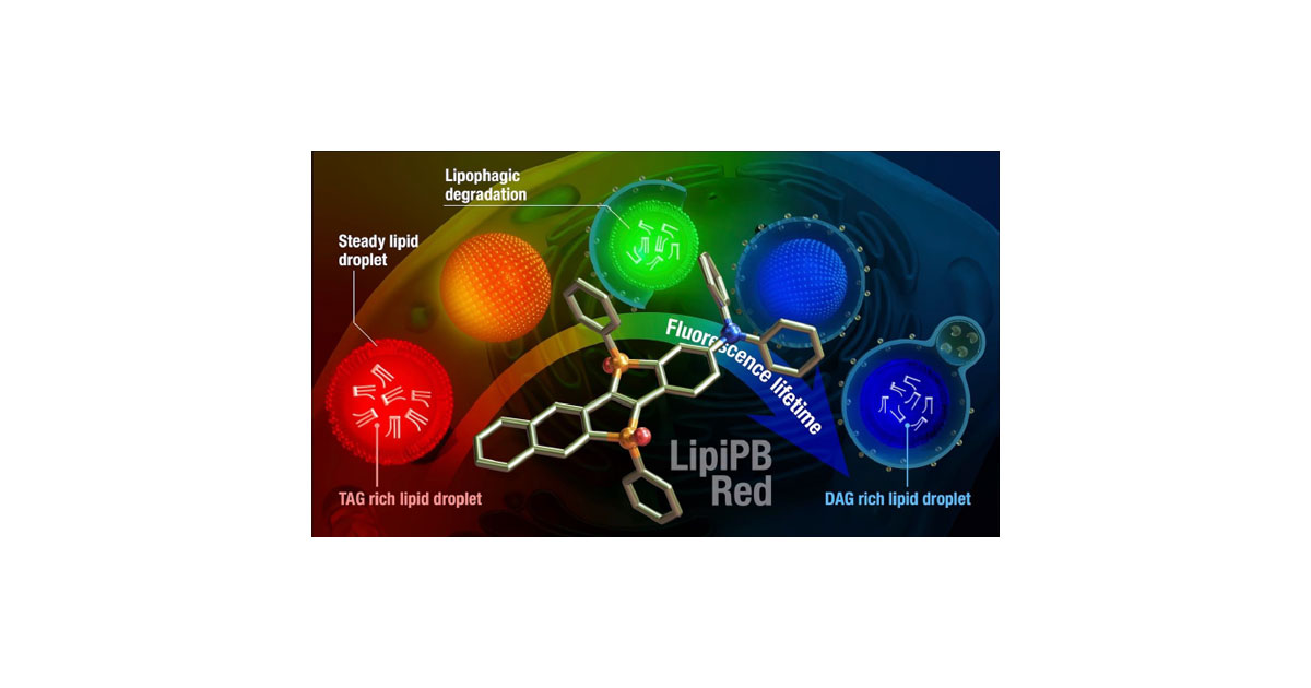 共同発表：細胞内の脂質代謝を可視化する蛍光プローブを開発～脂肪滴の動態解析により疾患理解、診断・治療法開発に貢献～