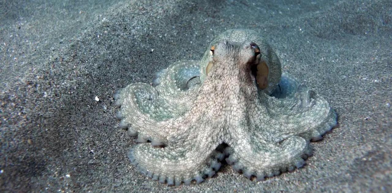 タコが魚を殴るって知ってた？ タコに関するトリビア8選