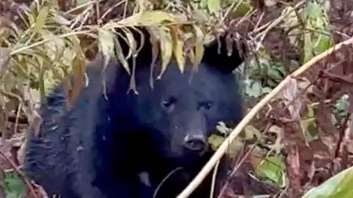 「クマに遭遇し決めた」秋田県で今年度最初の狩猟免許試験、58人受験 マタギ文化継承も