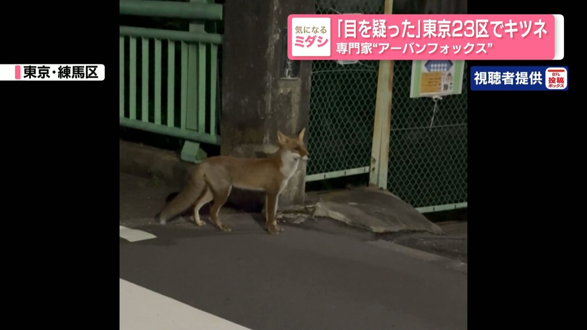 「目を疑った」東京23区でキツネ…専門家は「アーバンフォックス」か（2026年9月17日掲載）｜日テレNEWS NNN
