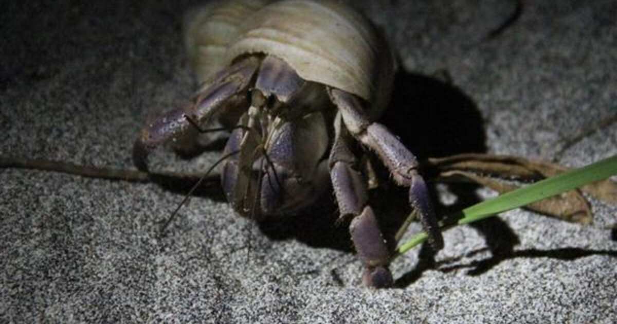 「カリカリ…」奄美で中国人がヤドカリ5200匹密漁 スーツケースの異音で島外搬出防ぐ