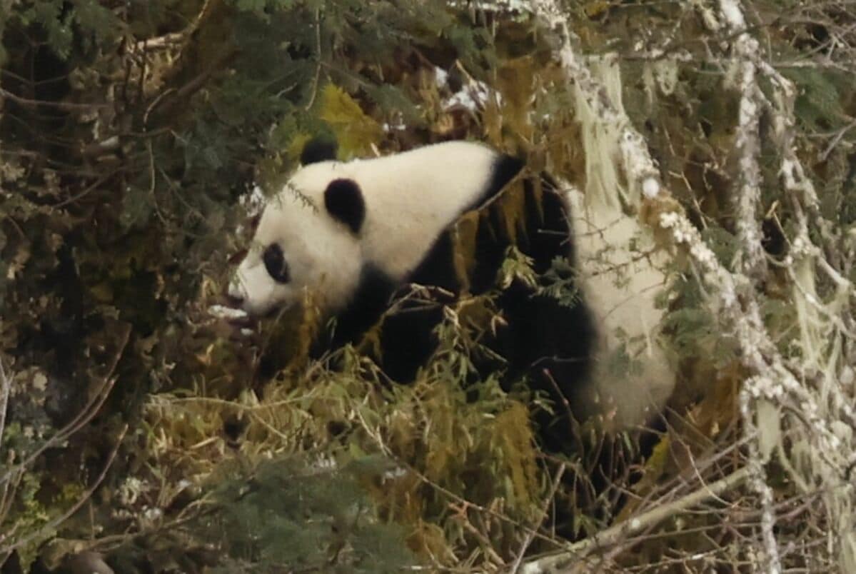 700メートル先に野生のパンダ 写真家が中国・四川省で撮影に成功 絶滅危機から一転、捉えた2枚