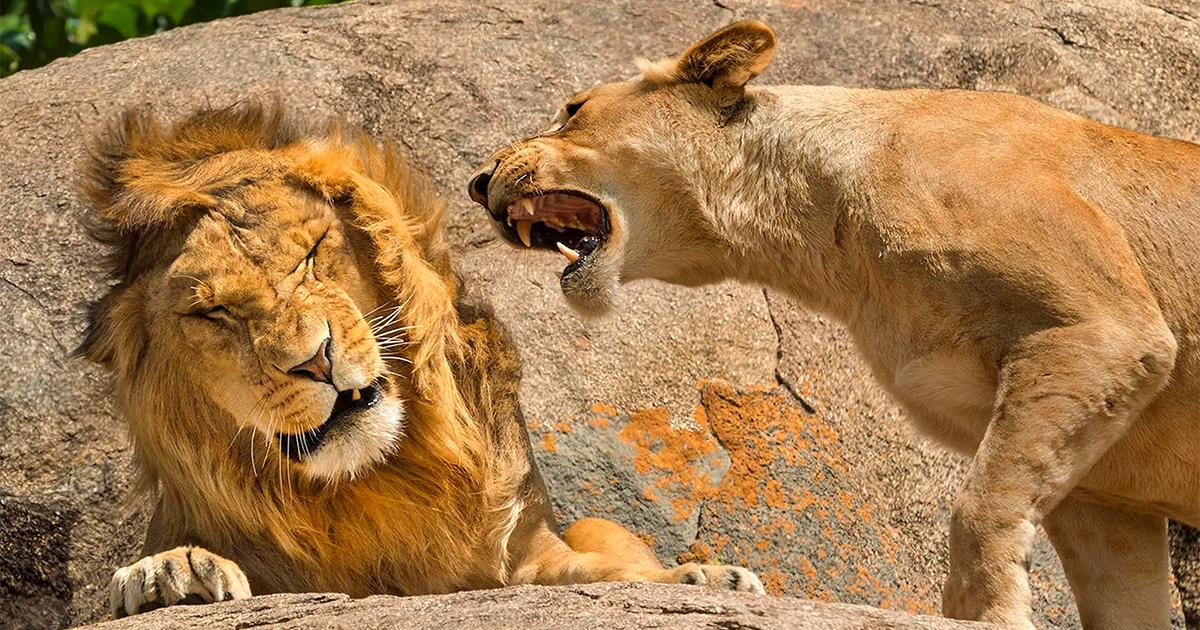 「おかしな動物たち」写真コンテスト 2024年の受賞作を振り返ってみよう