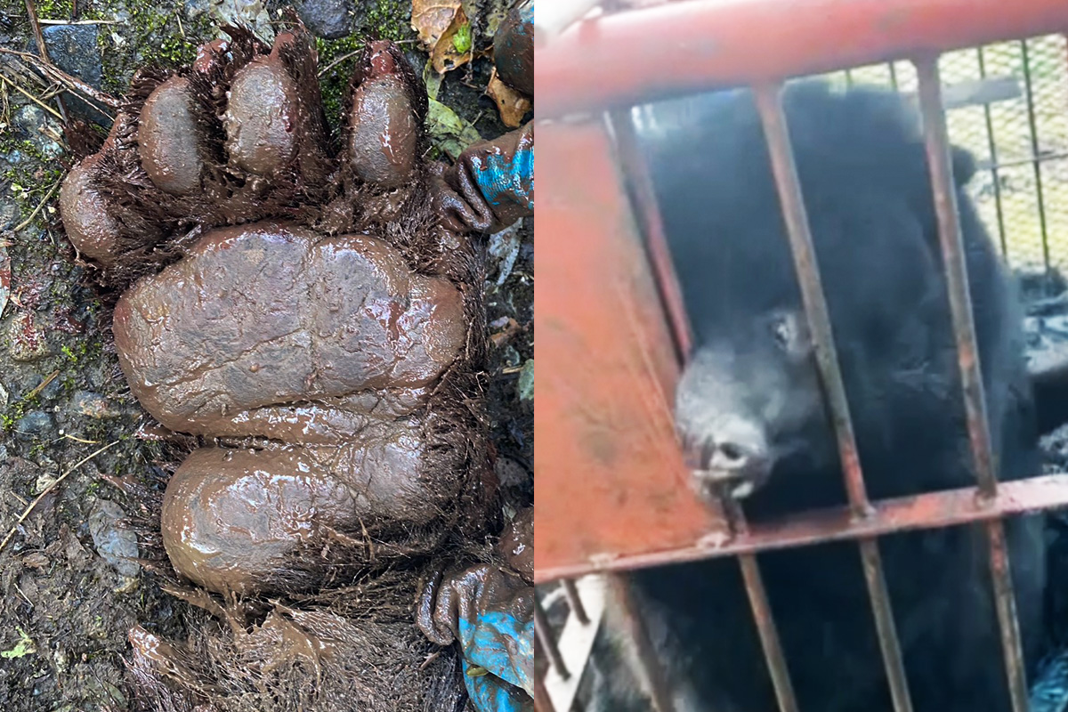 「好きこのんでやってるわけじゃないんですよ…」ベテランハンターが漏らした“駆除への本音”と「駆除したクマの爪」を保管している深いワケ