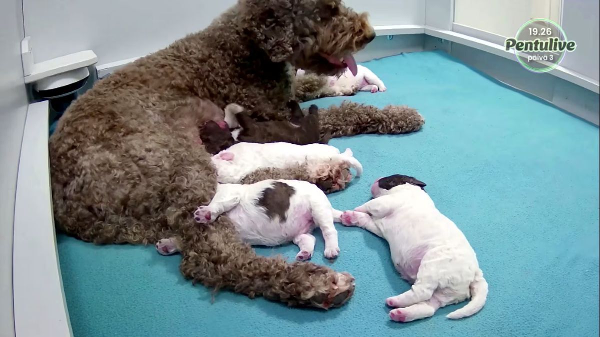 「子犬ライブ」に国民が夢中、愛らしい姿をフィンランド公共放送が配信