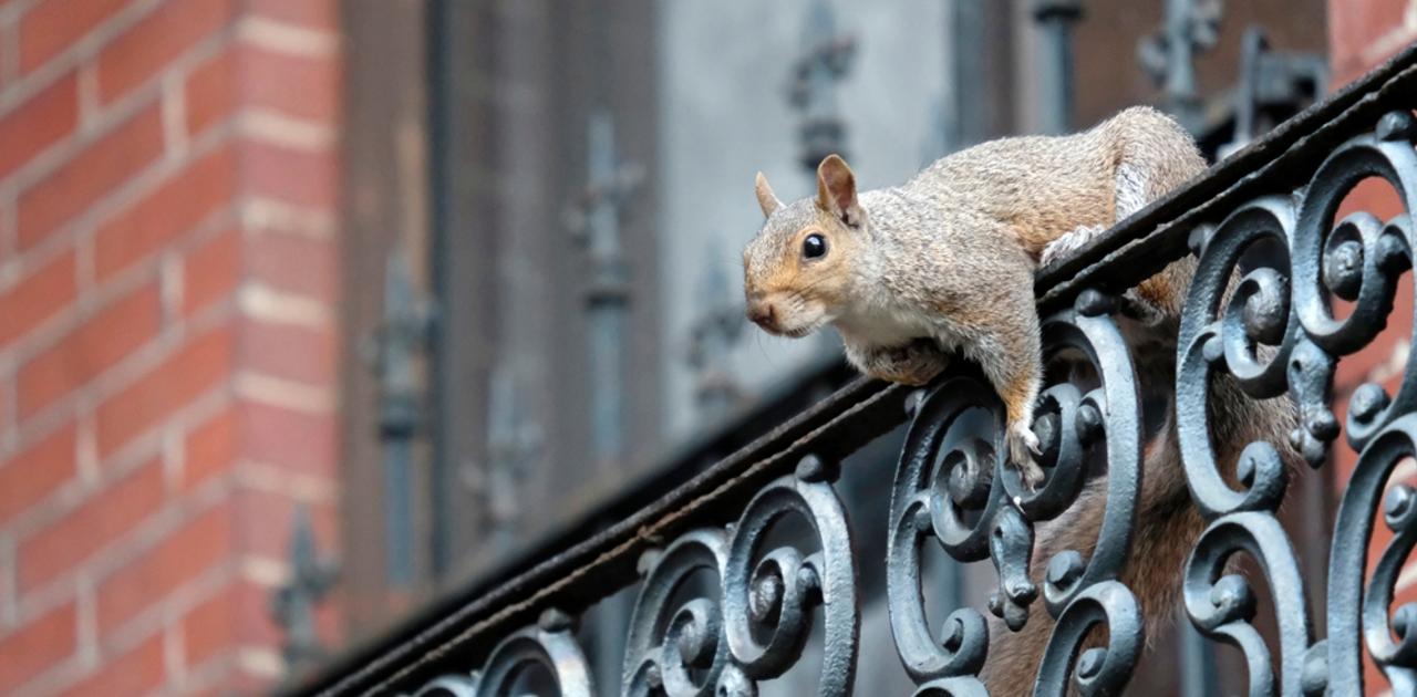 環境に適した進化。都市で生きる動物たちは骨格が変化していた