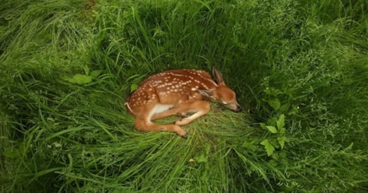 野生動物の子どもを「助けたつもり」が誘拐になる