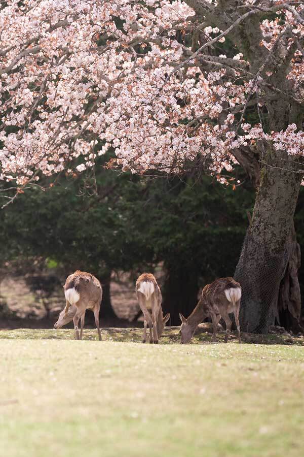 「パリピみたいなシカおってんけど」「間違って望遠レンズで撮影してしまった」 思いがけない瞬間をとらえた一枚 SNSで話題になった光景3選