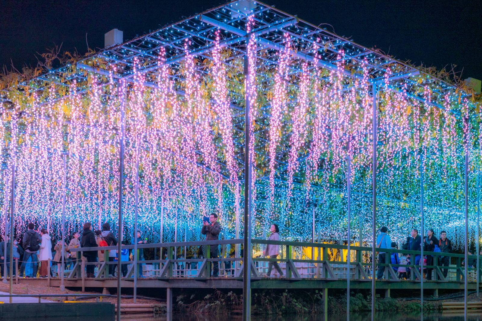 栃木あしかがフラワーパーク26年イルミネーション「光の花の庭」輝く大藤や高さ21mの新ツリー