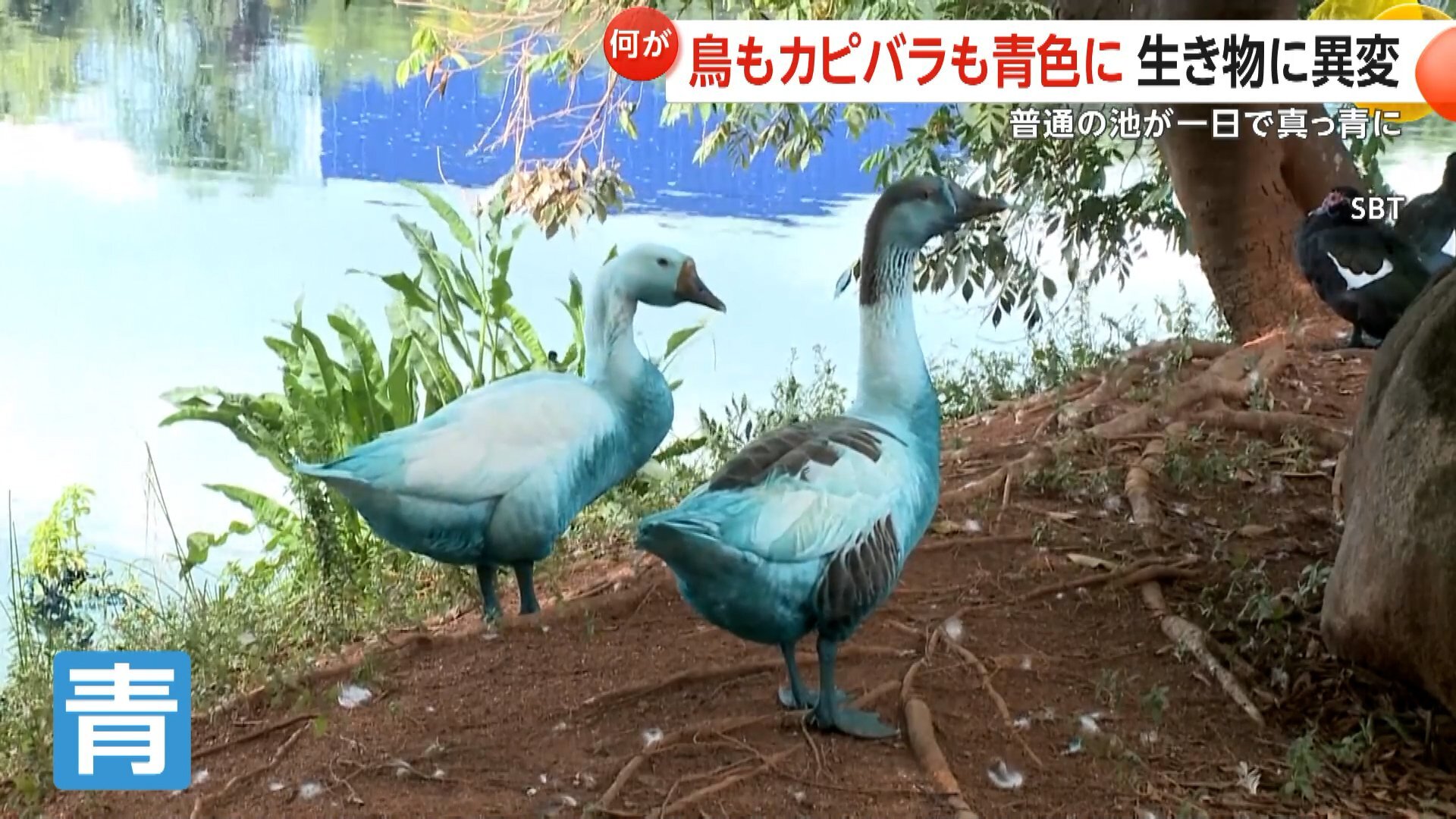 【衝撃】青く染まった鳥やカピバラ…トラック事故で化学薬品流出 池が1日で真っ青に 魚の大量死も ブラジル