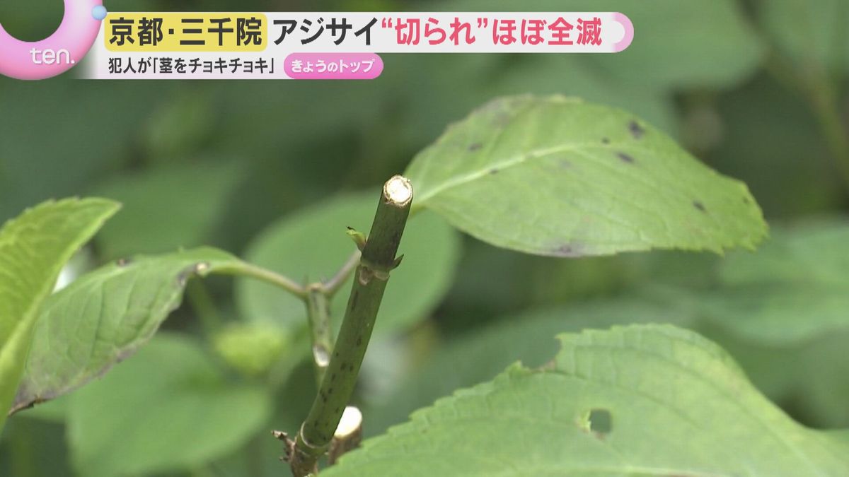 【異変】「本当にがっかり」見ごろのアジサイがほぼ全滅 茎がチョッキリ…意外な犯人は？京都・三千院