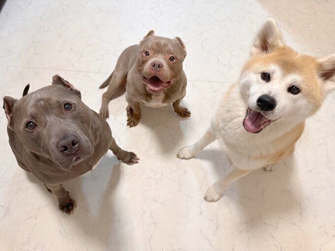 “キラキラした瞳”でゴハンを待つ愛犬たちの心理は？獣医師が解説（いぬのきもち WEB MAGAZINE）