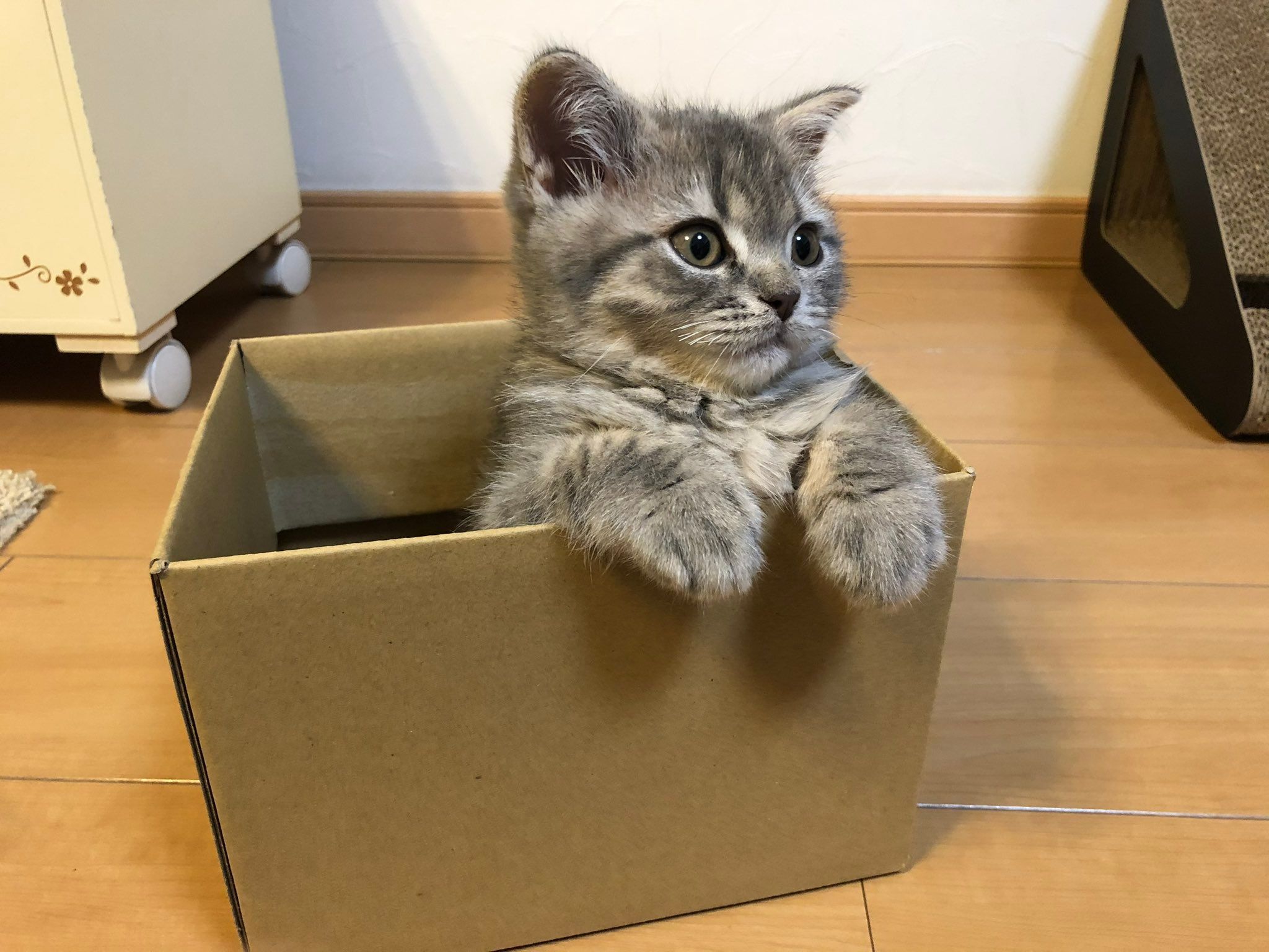 60サイズの箱に入ってた子猫→「7.3kgまで成長」ハンサムに育ちました「おててが大きいから大きくなる予感してたね」｜まいどなニュース
