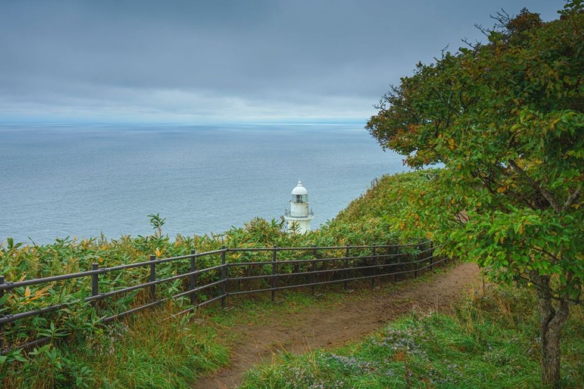 北海道の浜辺に打ち上げられていた「巨大な海洋生物」に思わず二度見 まさかの「大物」との遭遇が話題