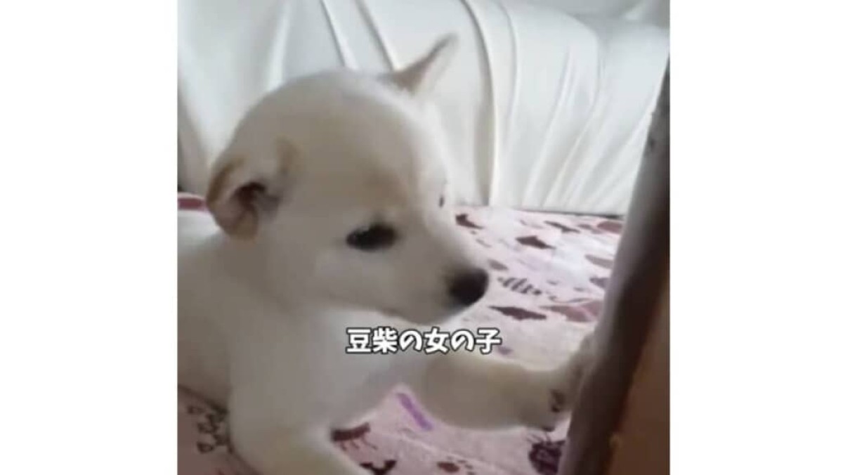 家族から“お姫さま”のようにかわいがられ続けた柴犬、6年後…… 現在の姿に「大優勝です」「私まで幸せな気持ち」飼い主に話を聞いた