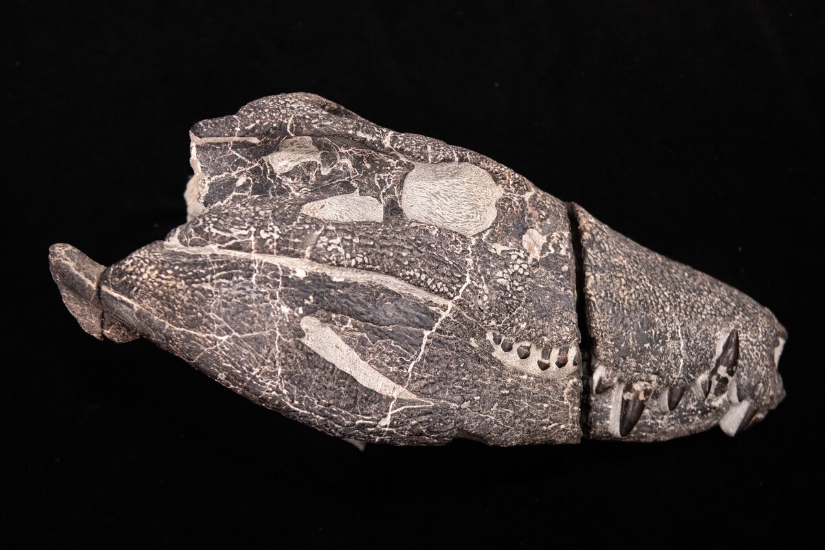 【動画】7000万年前の「超肉食」ワニの新種、陸の恐竜を捕食か