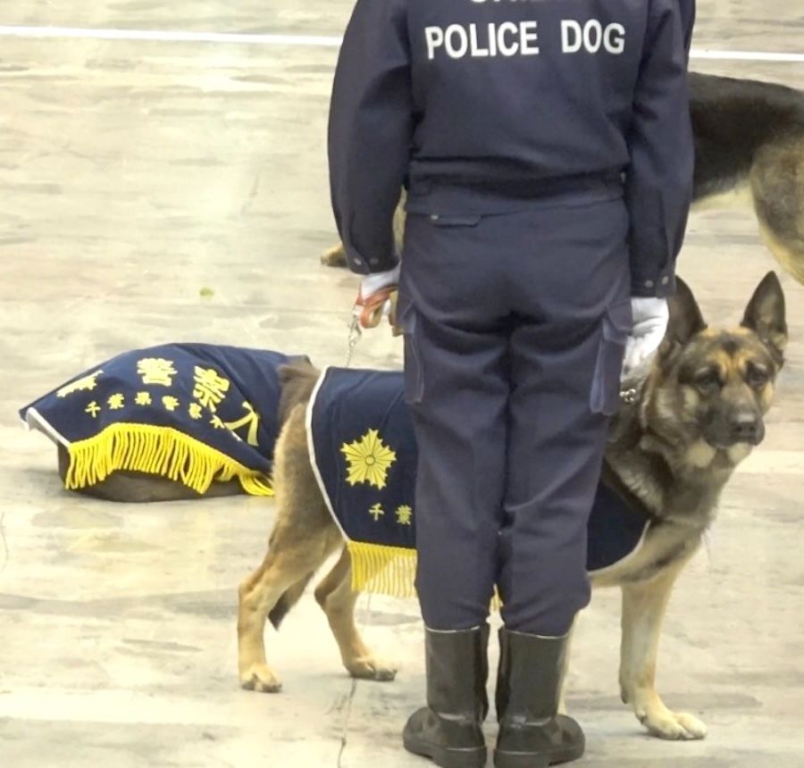 さすが「エリート犬」 式典でハプニング！異変に気づいた警察犬たちの反応がすごかった「リラックスしてたのに」