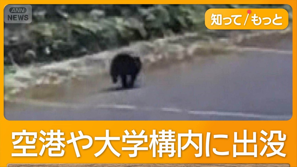 空港にクマ居座り遅延、猟友会の80代けが 政府は元自衛官、警察OBをハンター育成へ
