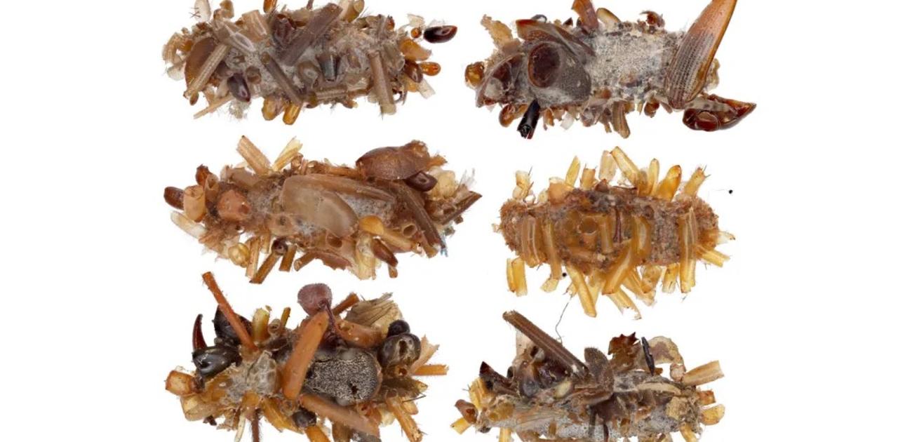 別名｢ボーン・コレクター｣。死骸で自分を装飾する肉食イモムシ