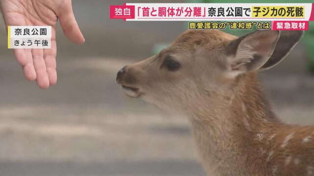 「首と胴体が分離したものも」奈良公園で子ジカ4匹の死骸見つかる 「人による加害行為」の可能性も 犯罪心理学の専門家「もし人為的なら“猟奇的な行為”ではなく社会への“メッセージ”か」