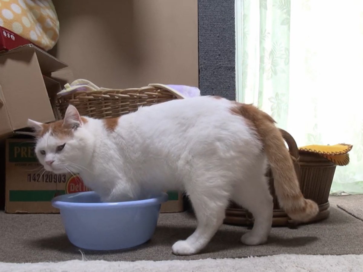 やっぱり猫って「液体」じゃん…！ 小さいボウルを選んですっぽり入る猫ちゃんに大反響「どんだけ狭いとこ好きなんw」