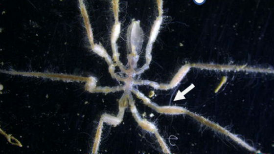 深海の「メタン」を栄養源にする細菌を体に住まわせてエサとして食べる新種のウミグモが発見される