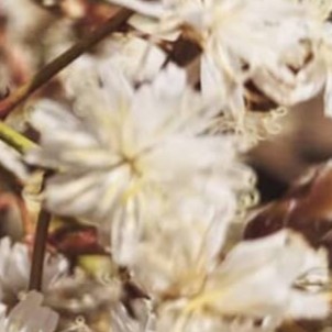 世界に“1本だけ”の植物―― 断崖絶壁に生きる“希少植物”の種子の採取に成功 絶滅回避へ大きな一歩と注目