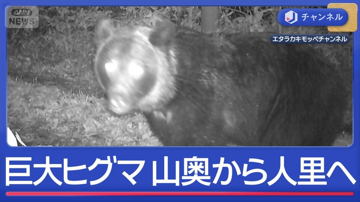 カメラで判明“巨大ヒグマ”行動範囲が山奥から人里へ（テレビ朝日系（ANN））