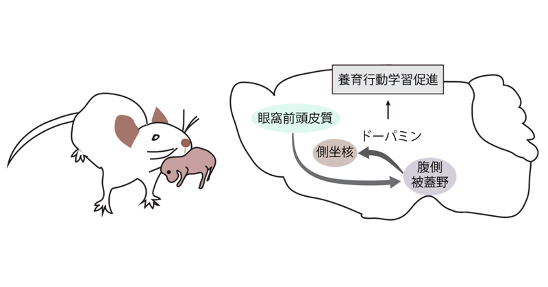 マウスの母性養育行動を促進する神経機構