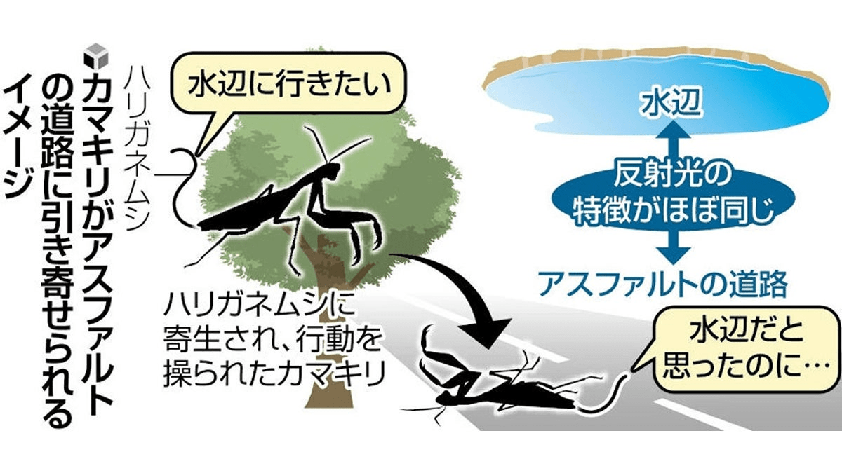 カマキリが路上に集まるのは「寄生したハリガネムシが行動を操作」…京大など研究チームが発表