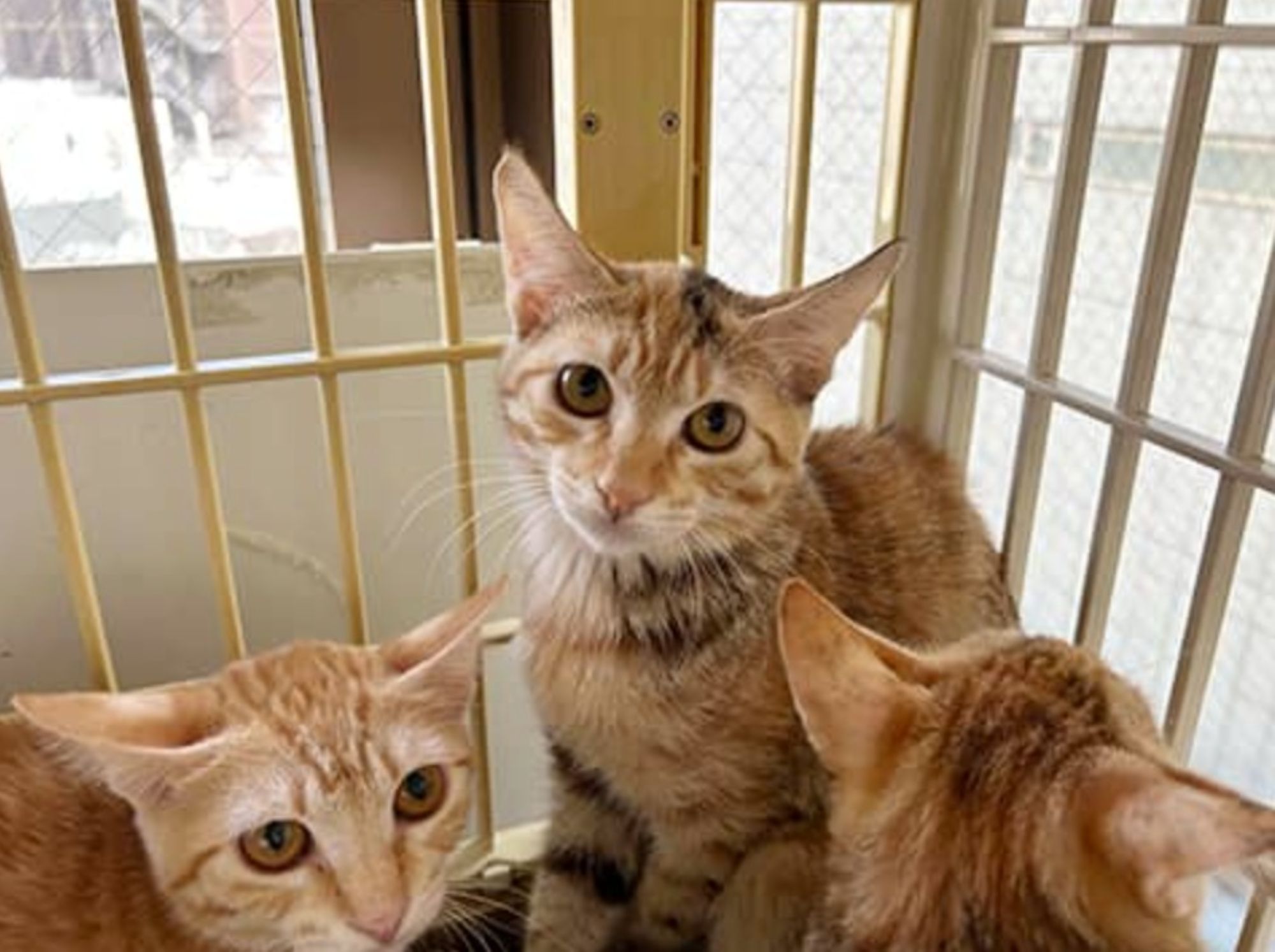 コロナ禍を経て猫の飼育数が増加 問われる飼い主の“資質”