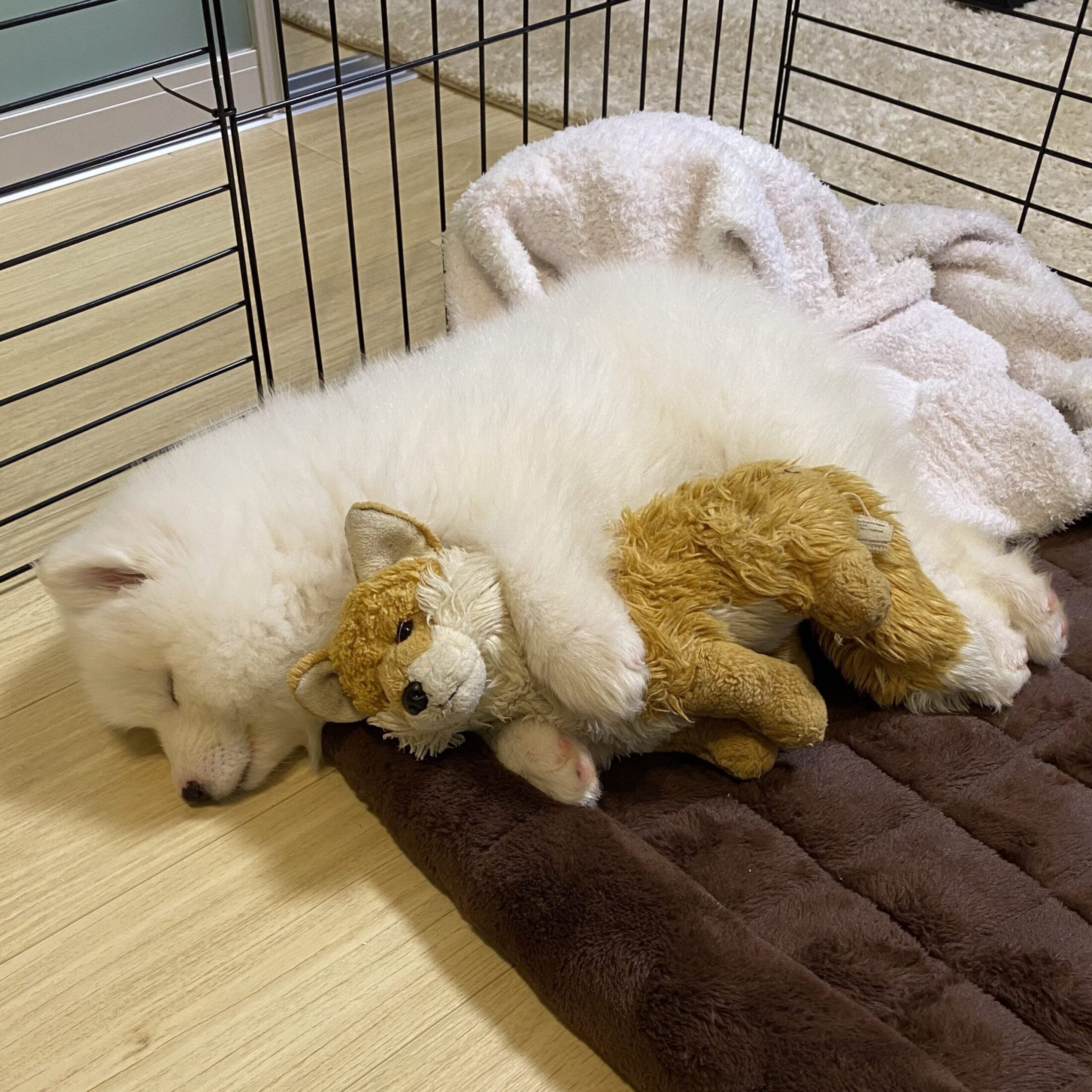 ぬいぐるみを抱いて眠る真っ白な子犬 → しかし、3年後の姿に「可愛すぎる」「愛おしい」