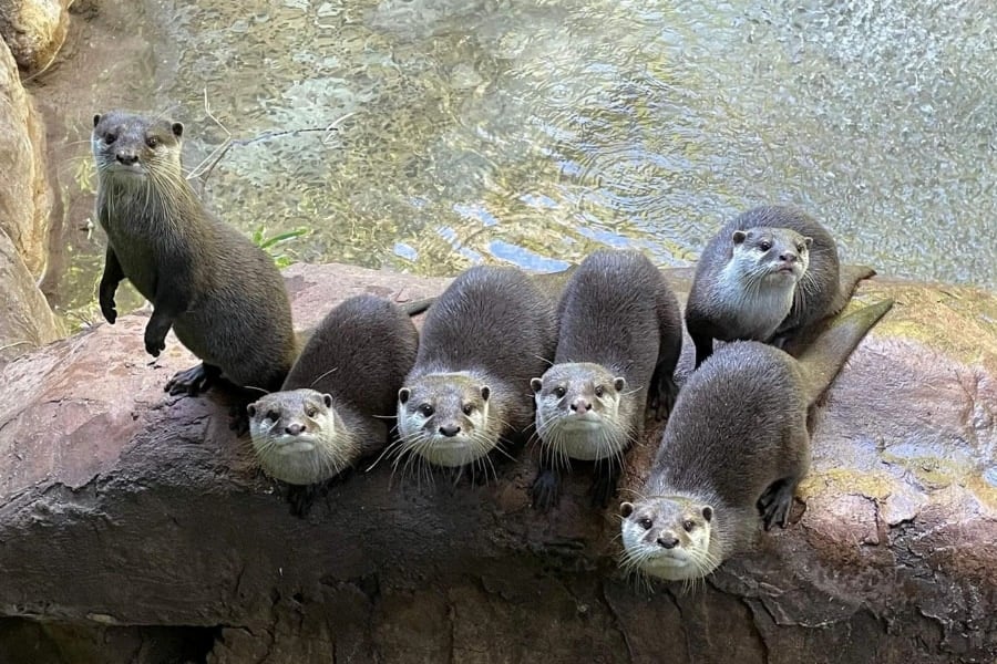 動物園のカワウソは人が来ると「テンションが上がる」と判明