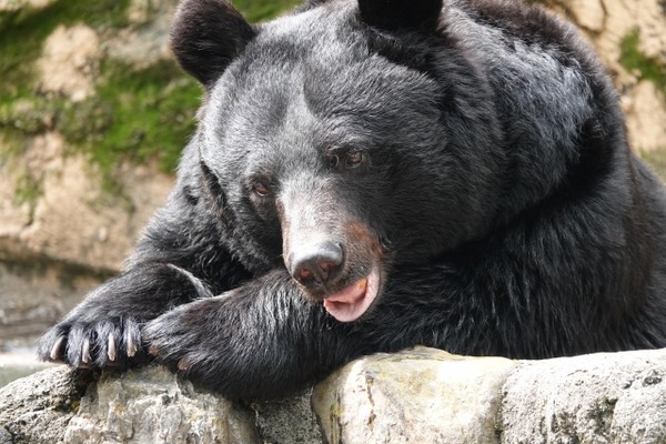 クマに注意！命を守る行動を！新潟県が『クマ出没特別警報』を発表！警戒強化11月30日まで。 : にいがた速報